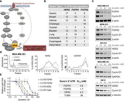 Zotatifin, an eIF4A-Selective Inhibitor, Blocks Tumor Growth in Receptor Tyrosine Kinase Driven Tumors